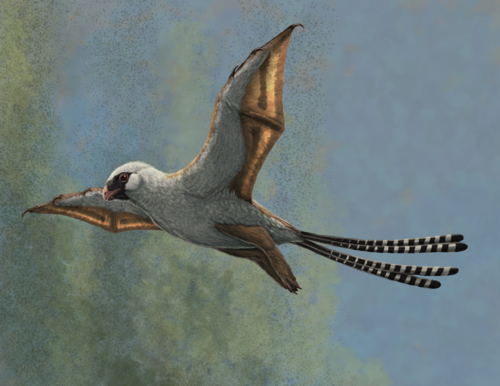 Figure 2. Life reconstruction of the bat-winged scansoriopterygid dinosaur Ambopteryx in a glide. Image credit: Gabriel Ugueto.